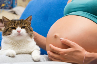 Hay que tener cuidado con los gatos en el embarazo