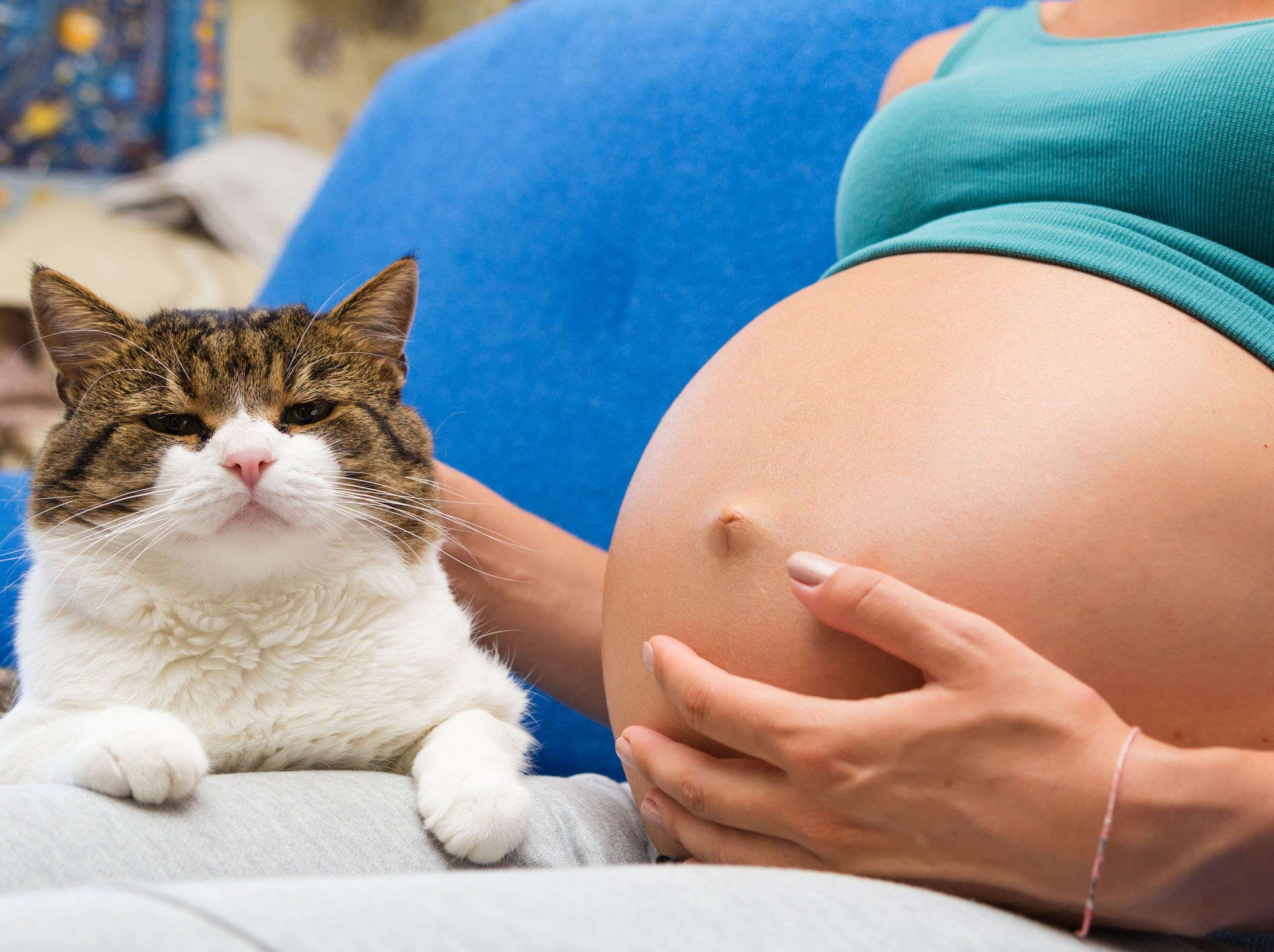 Hay que tener cuidado con los gatos en el embarazo